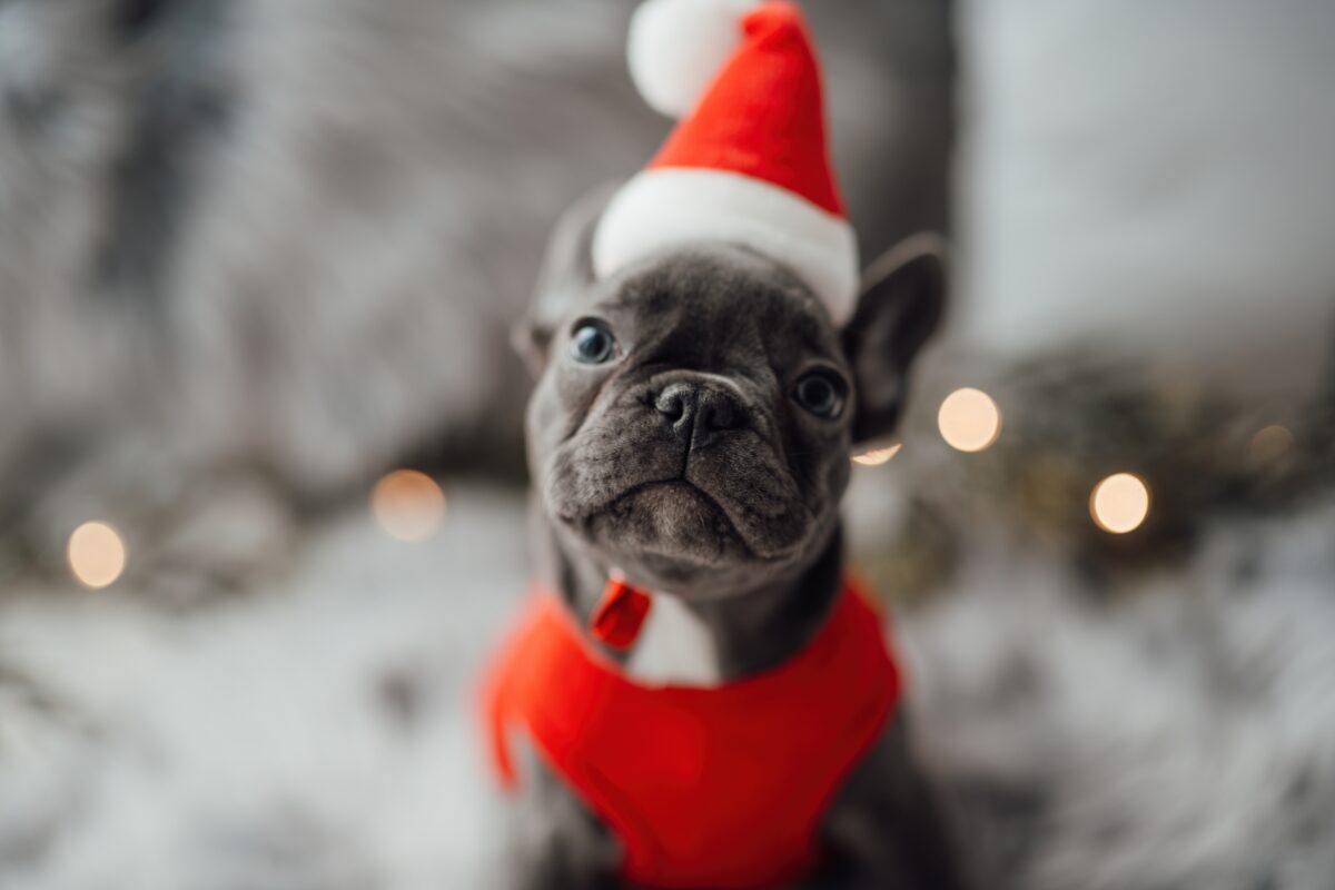 Blagdani i pirotehnika: kako pomoći ljubimcima da se osjećaju sigurno?