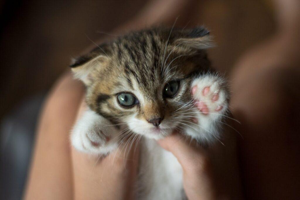 bolest mačjeg ogreba simptomi